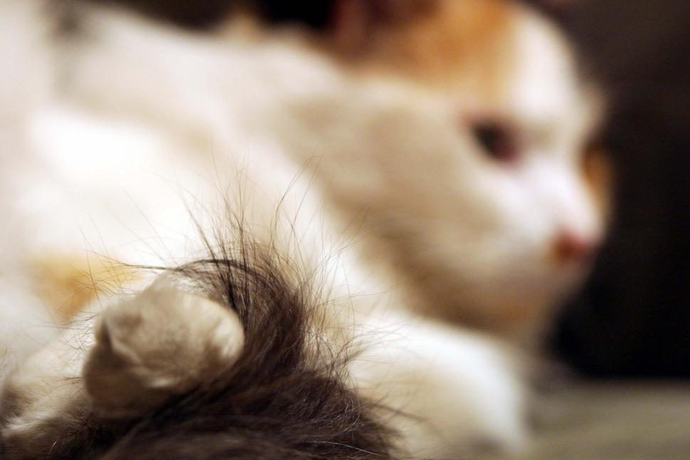 Free Image of Paws of a calico cat 
