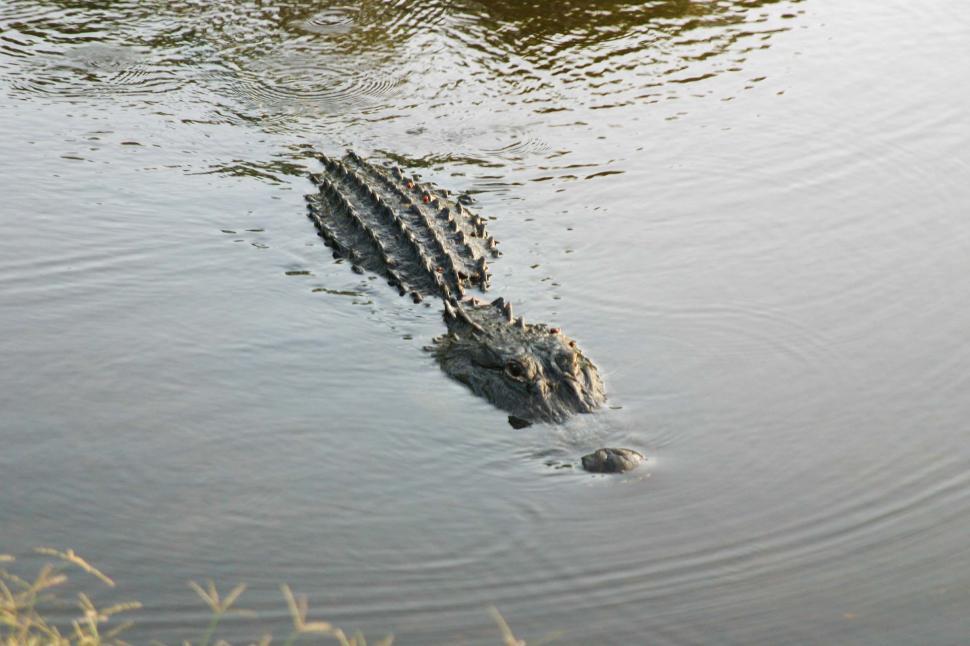 Free Image of Large Alligator Swimming in Water 