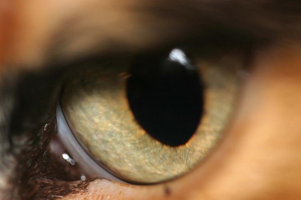 Free Image of One cat eye 