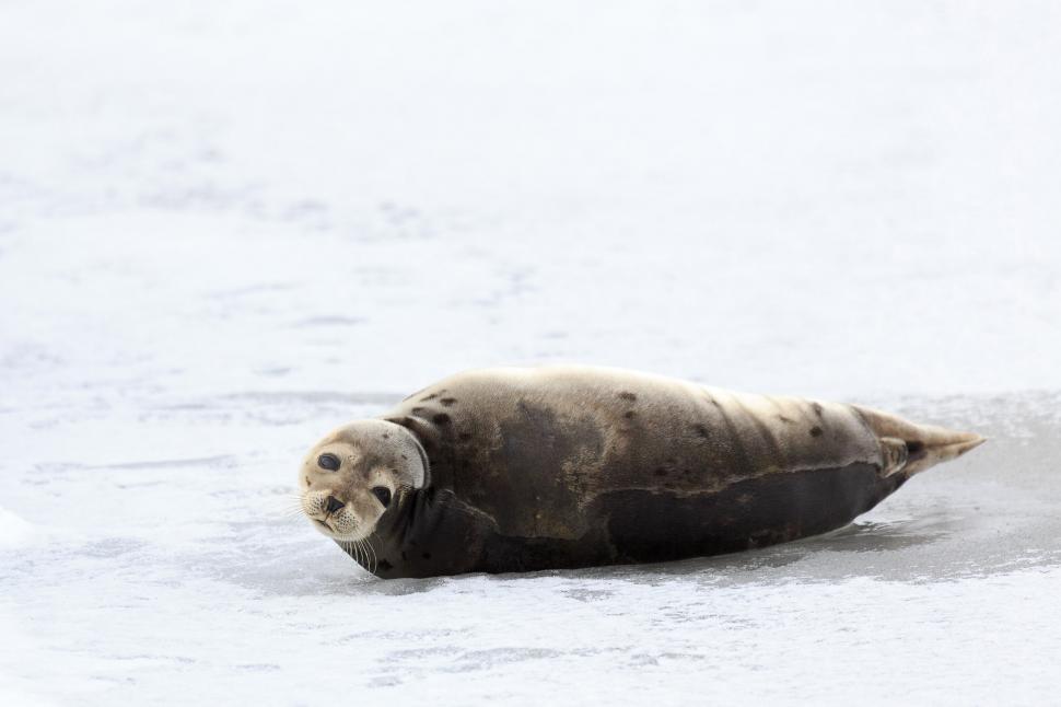 Free Image of Sweet Harp Seal 