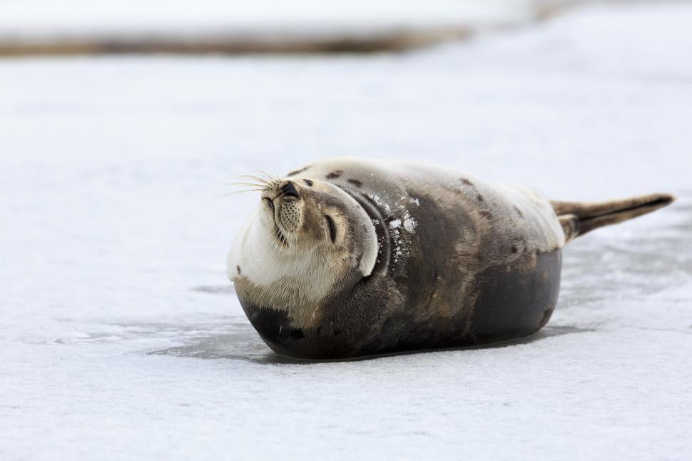 Free Image of Big Harp Seal 
