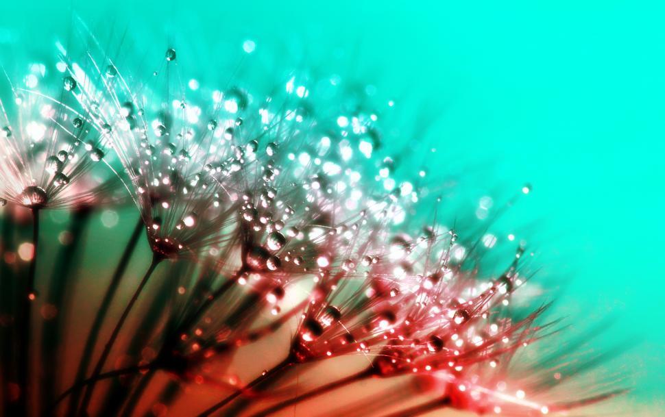 Free Image of Dew Drops on Dandelions - Abstract 