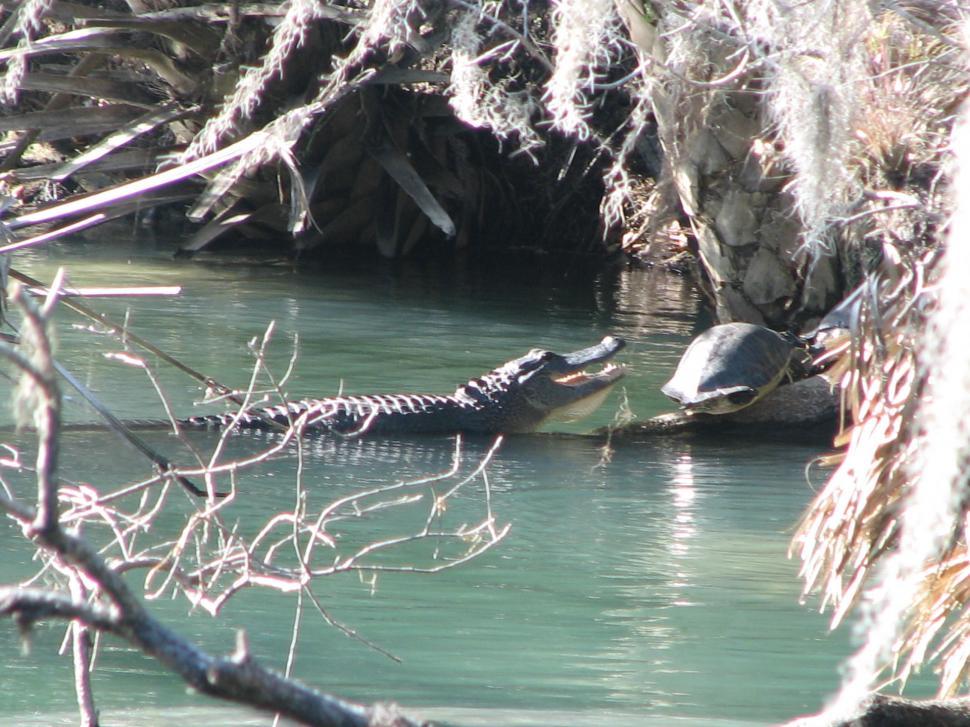 Free Image of Alligator & Turtle 