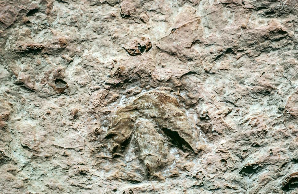 Free Image of Dinosaur Tracks 