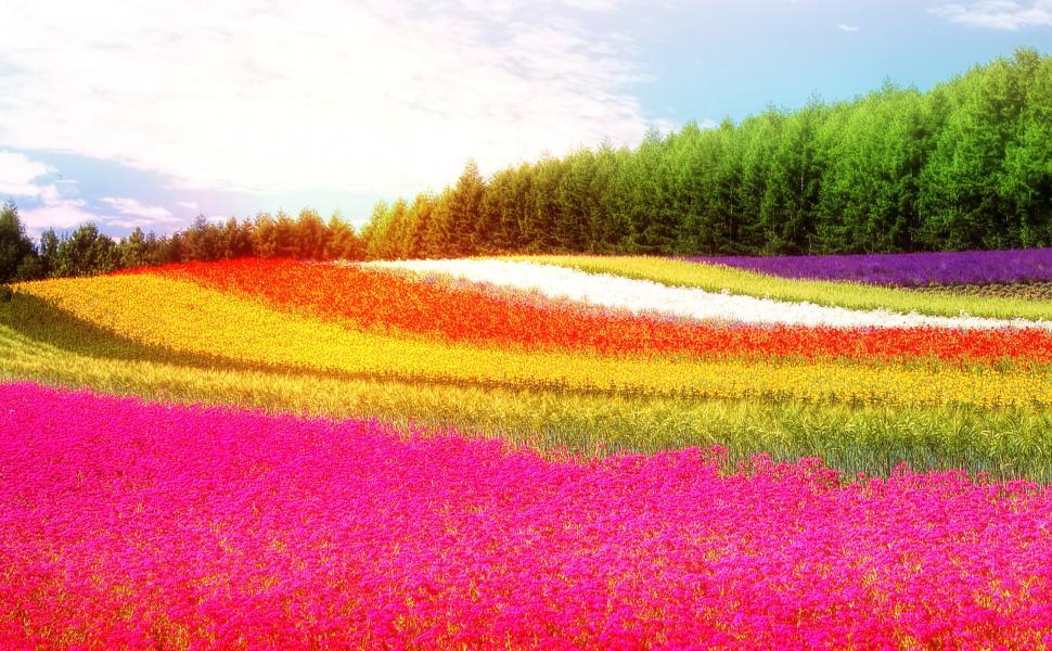 Free Image of Field - Colorful Flowers - Summer 