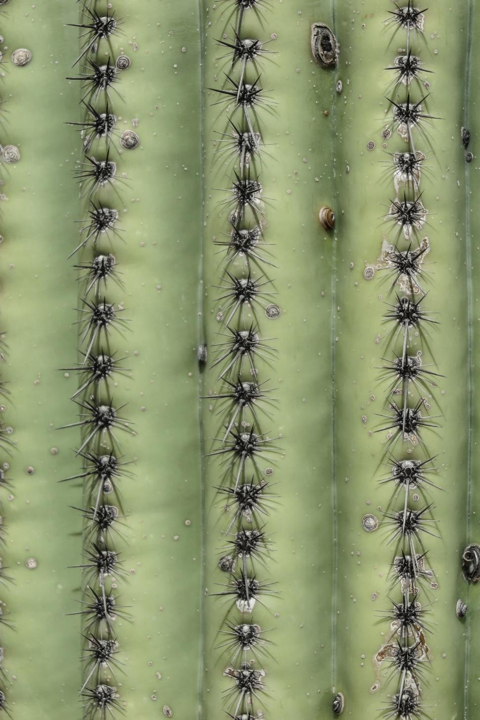Free Image of Ribs of a saguaro cactus 