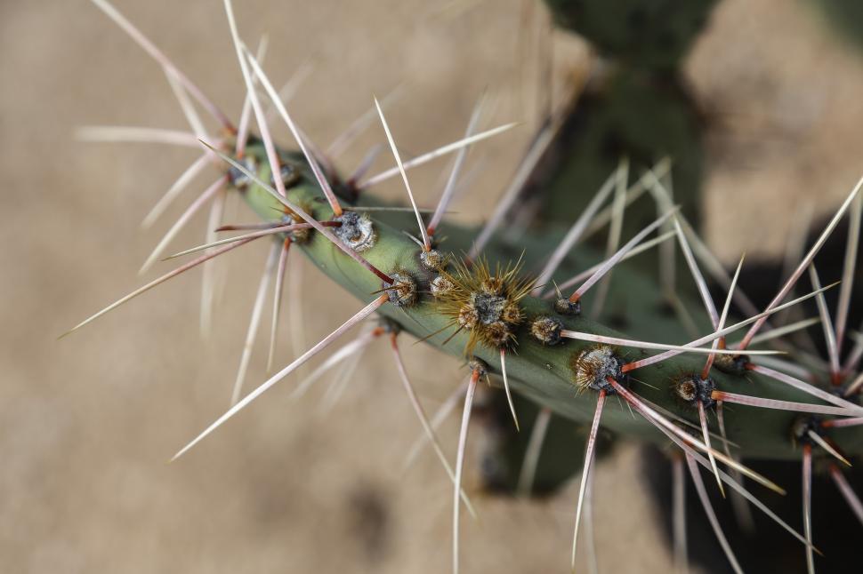 Free Image of Prickly pear cactis needles 