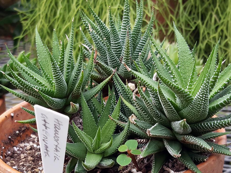 Free Image of Succulent Plant Haworthia Attenuata 