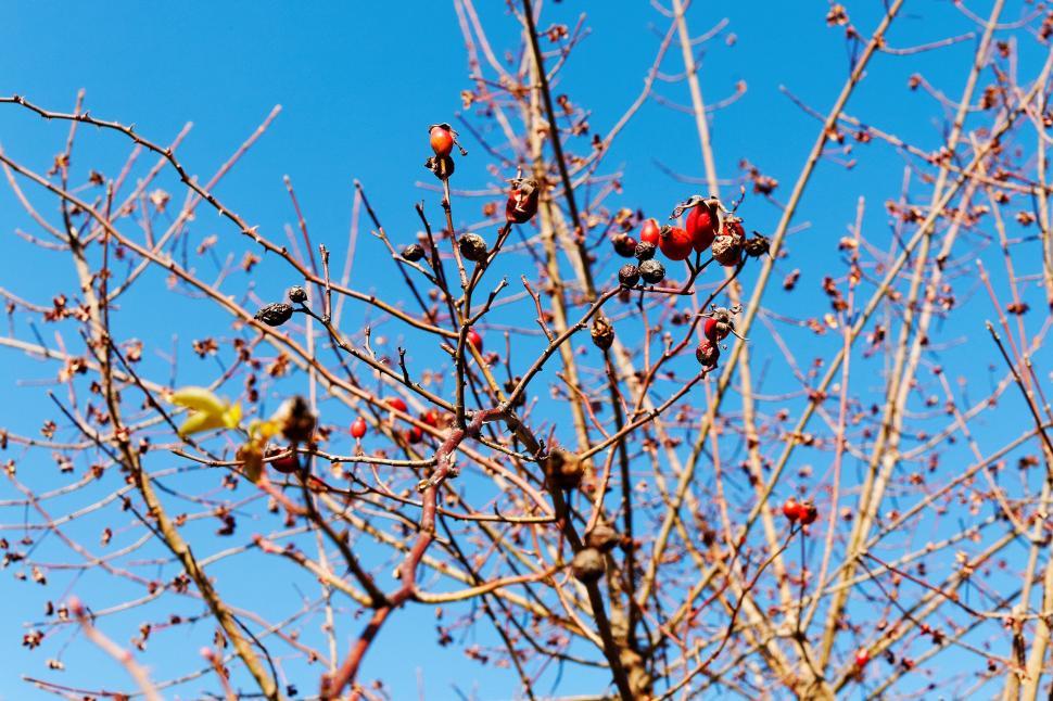 Free Image of Dogrose  