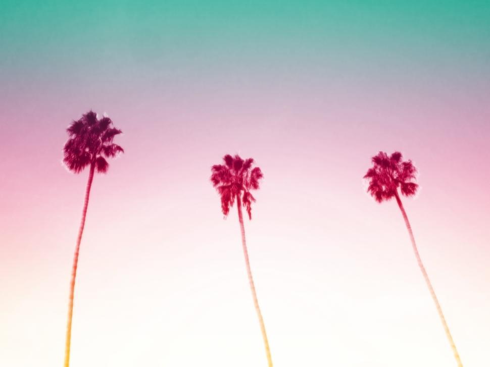 Free Image of Three Palm Trees 