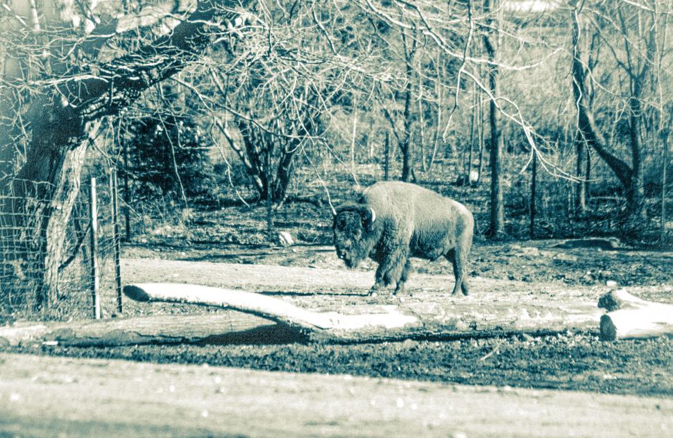 Free Image of Grainy Vintage Bison 