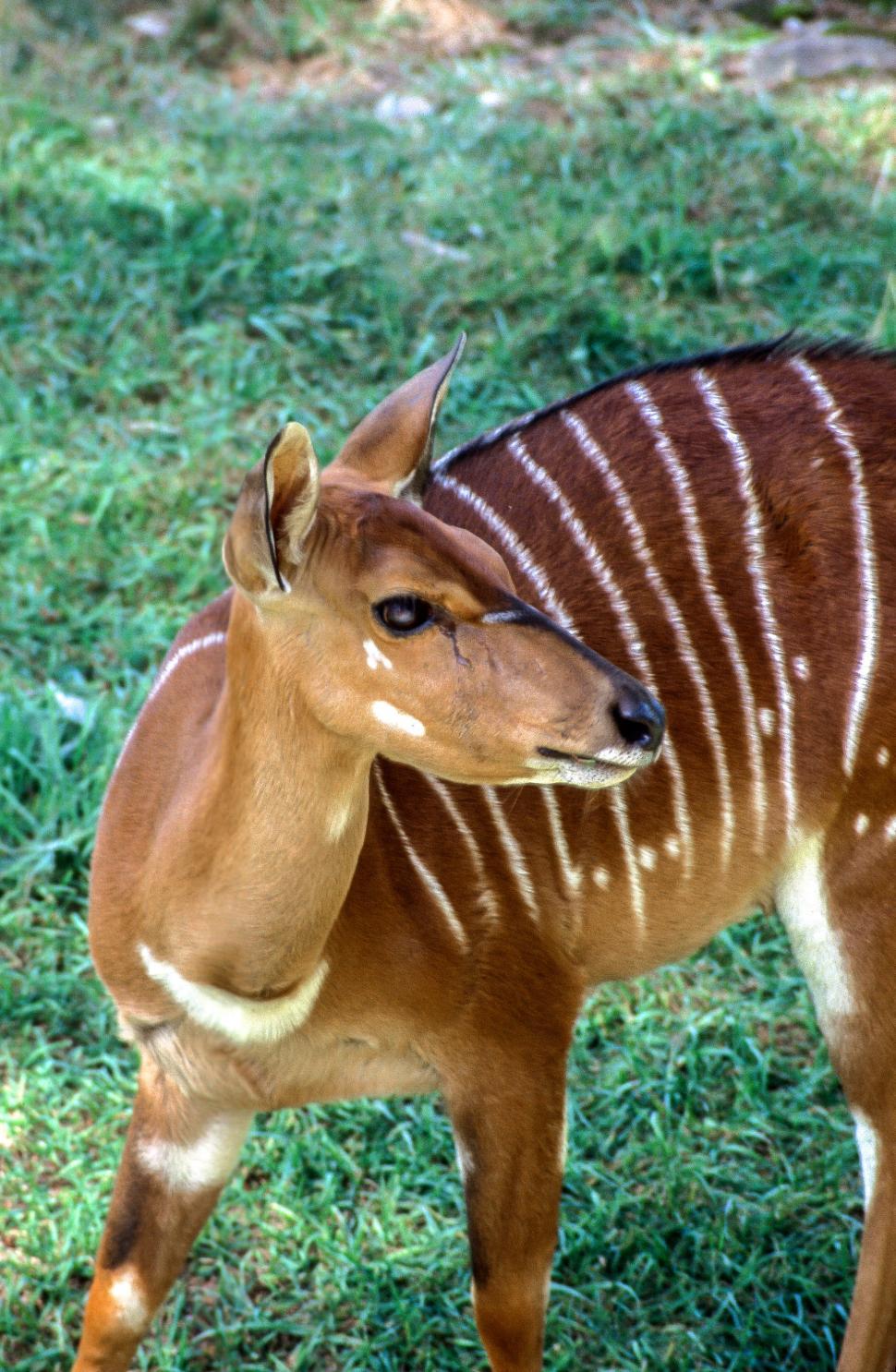 Free Image of Striped Deer 