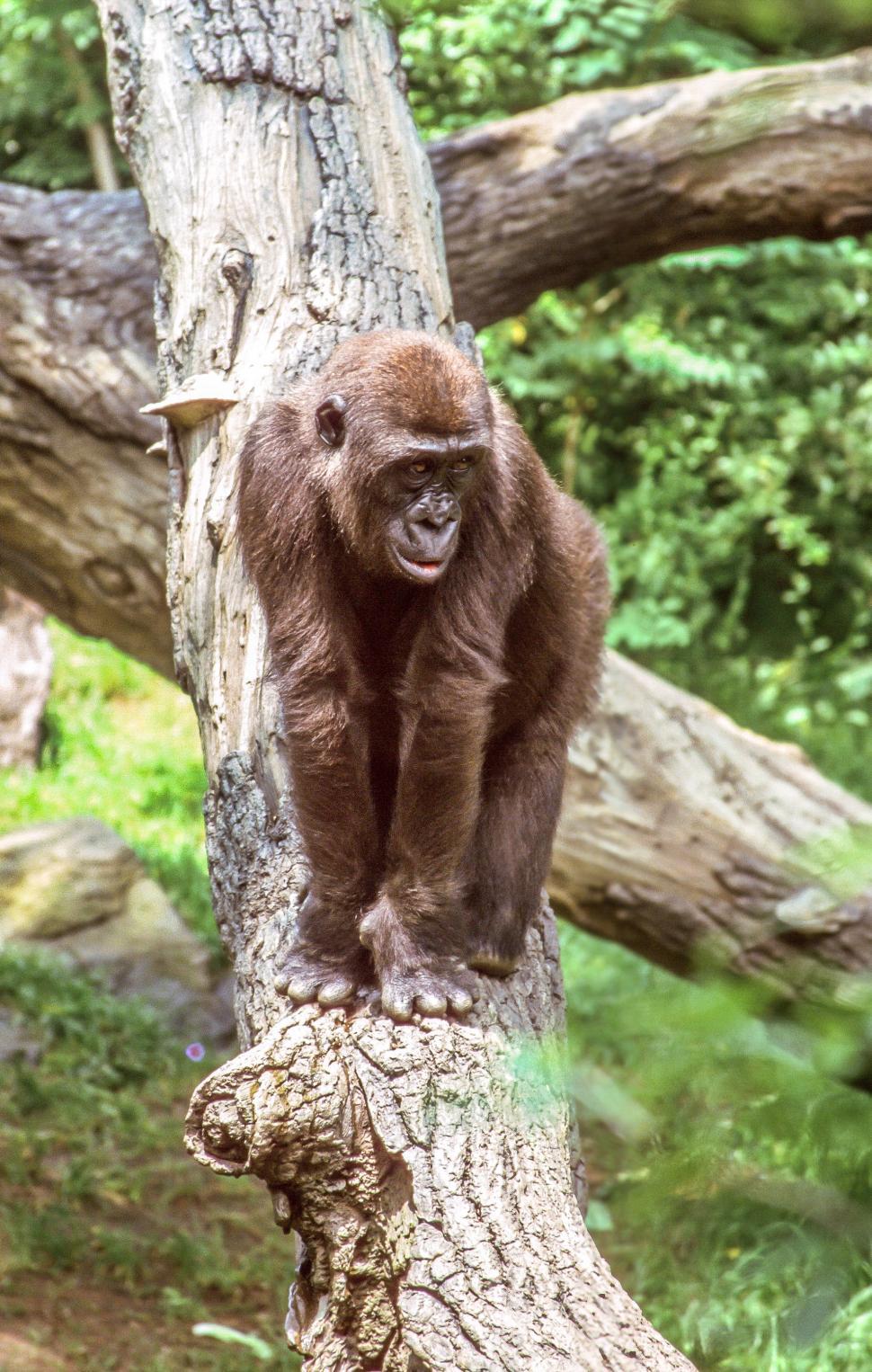 Free Image of Chimpanzee 