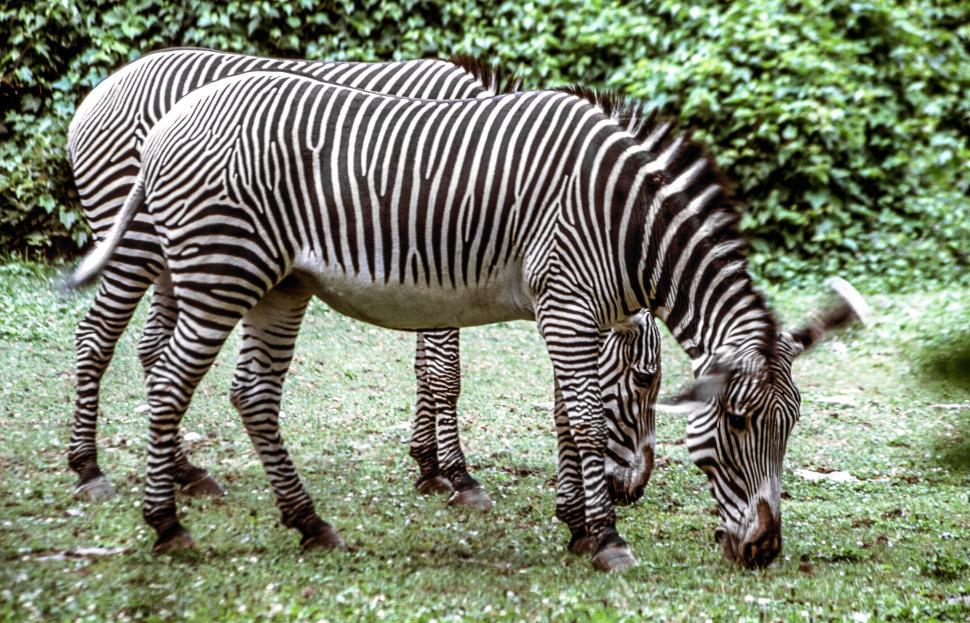 Free Image of Two Zebras 