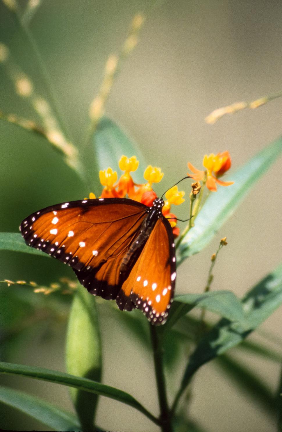 Free Image of Queen butterfly 