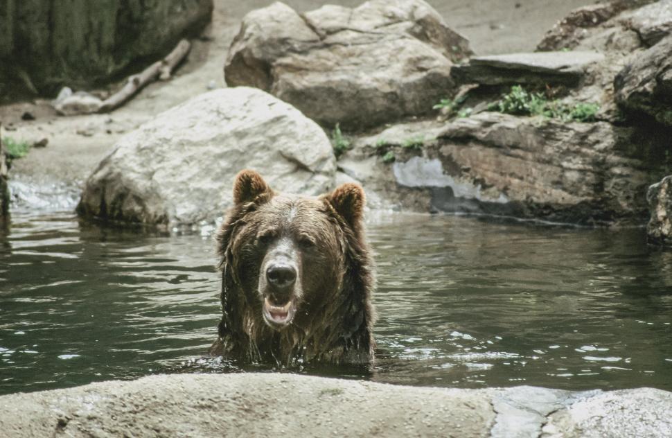 Free Image of Brown Bear 