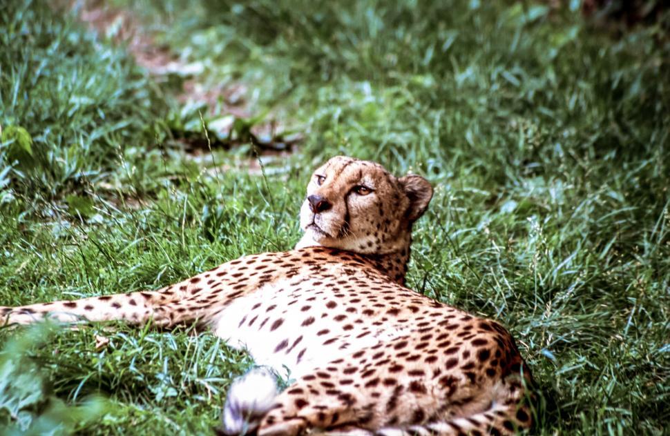 Free Image of Cheetah in the Grass 