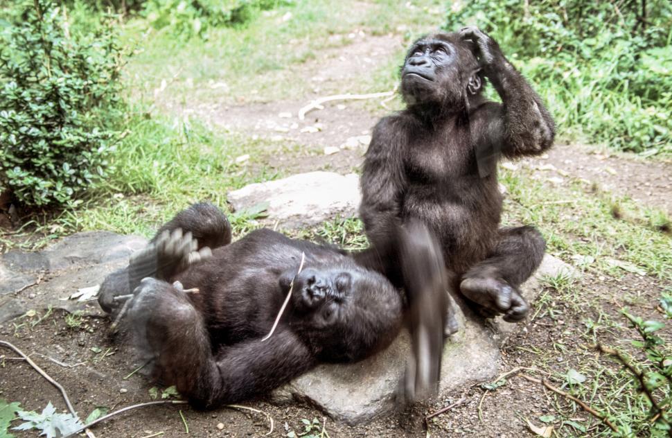 Free Image of Two Chimpanzees 