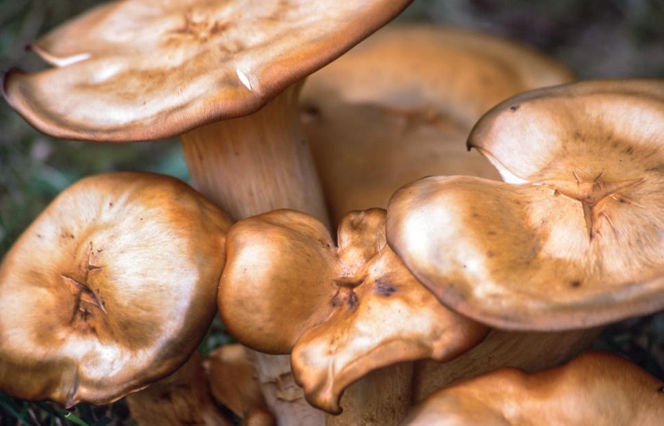 Free Image of Gloomy honey fungus cluster 