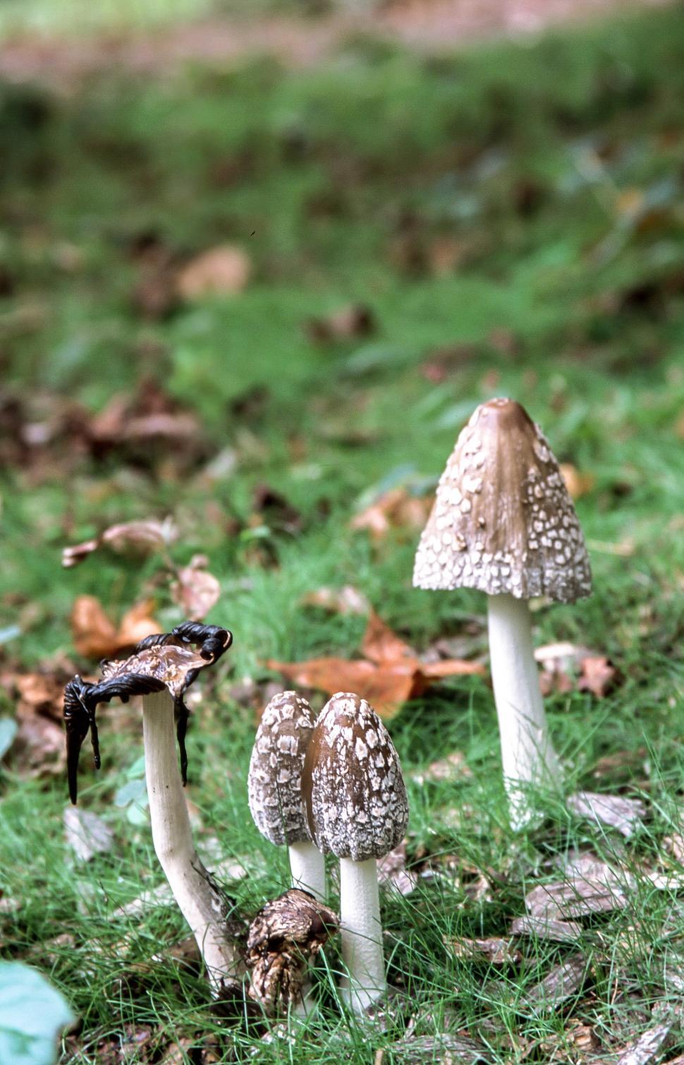 Free Image of Coprinus comatus 