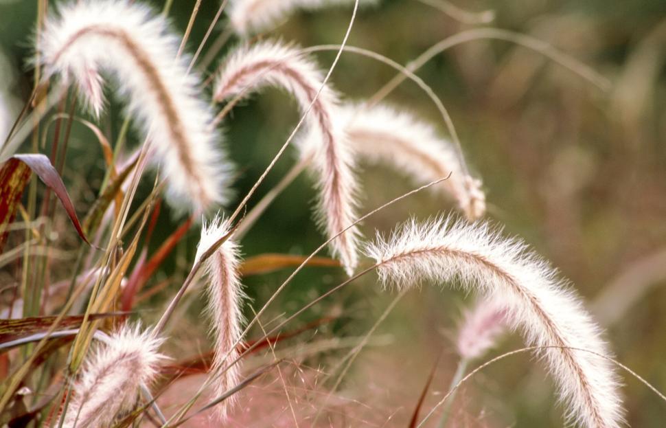 Free Image of White Fountain grass 
