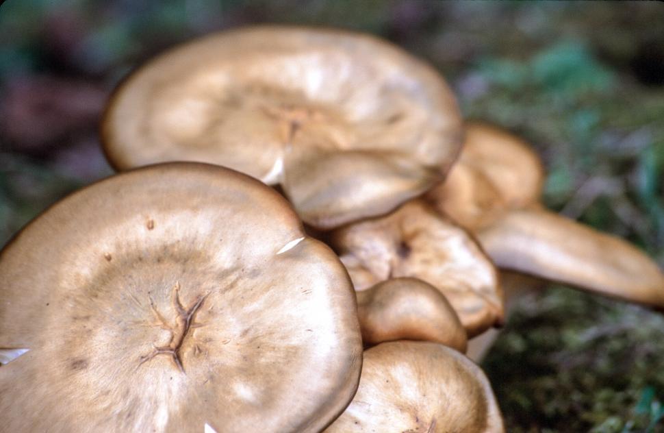 Free Image of Close up of Gloomy honey fungus 