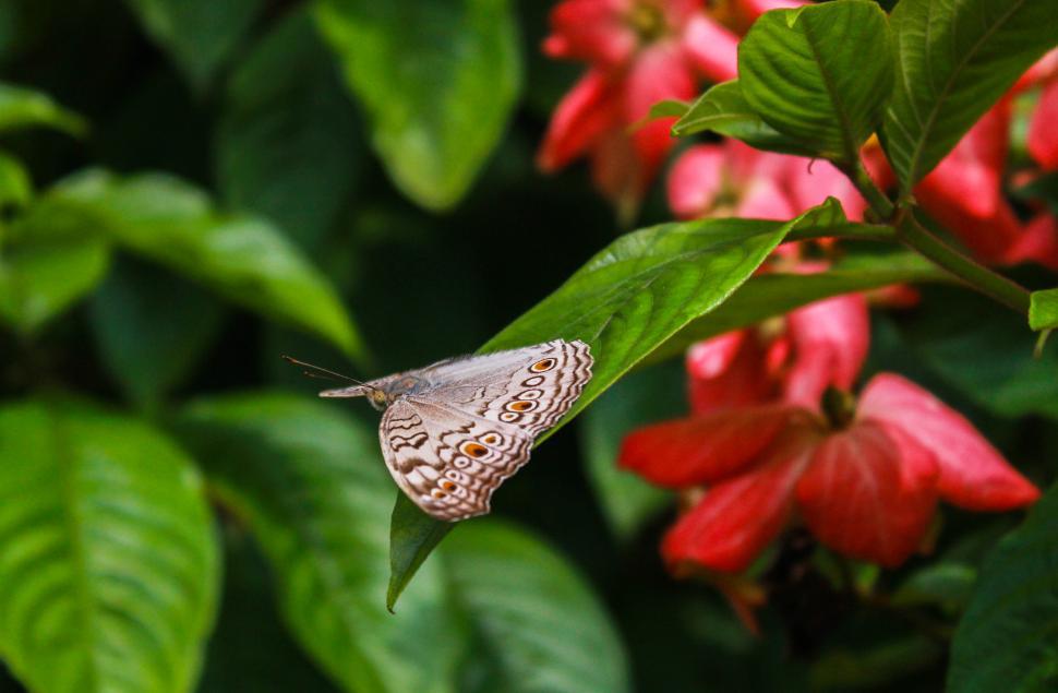 Free Image of Beautiful Butterfly 