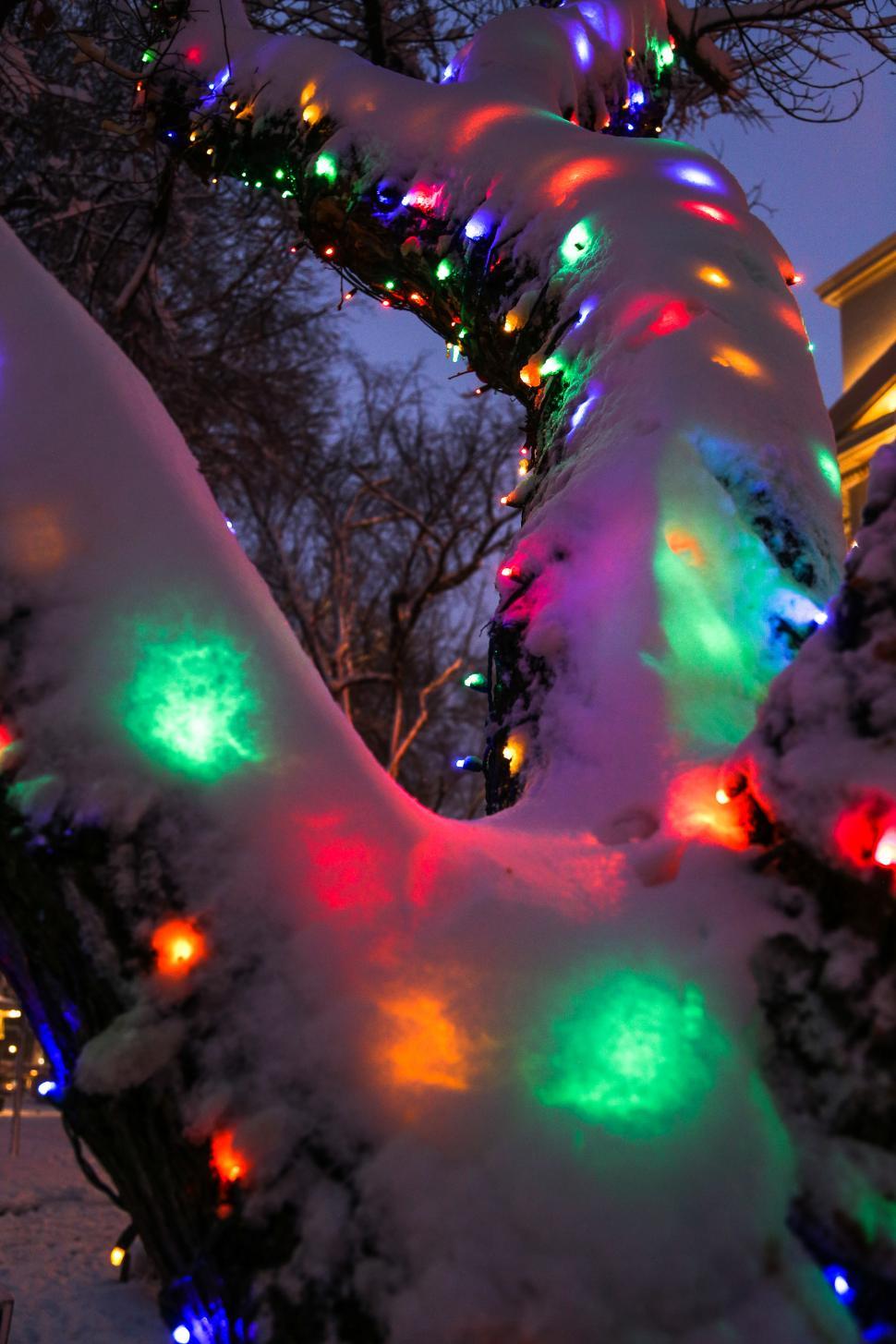 Free Image of Tree with snow covered lights 