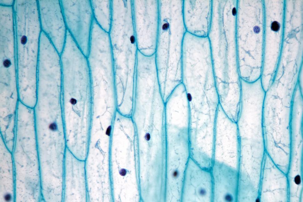 Free Image of Mitochondria  
