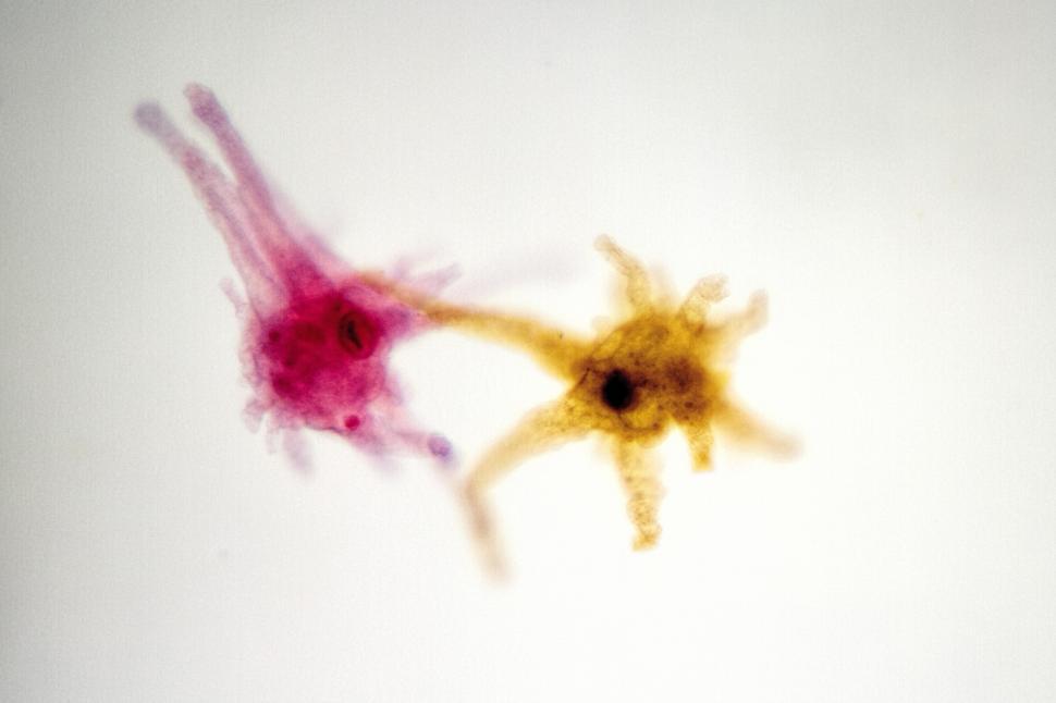 Free Image of Amoeba 