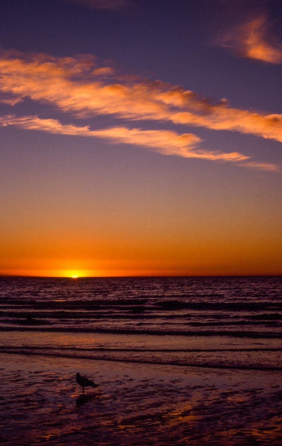Free Image of Cholla Bay, Rocky Point 