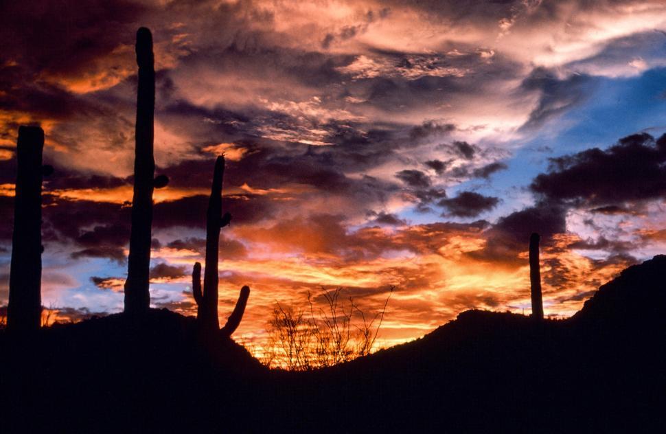 Free Image of Saguaro Cactus in Arizona 
