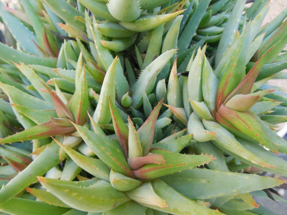 Free Image of Aloe Vera 