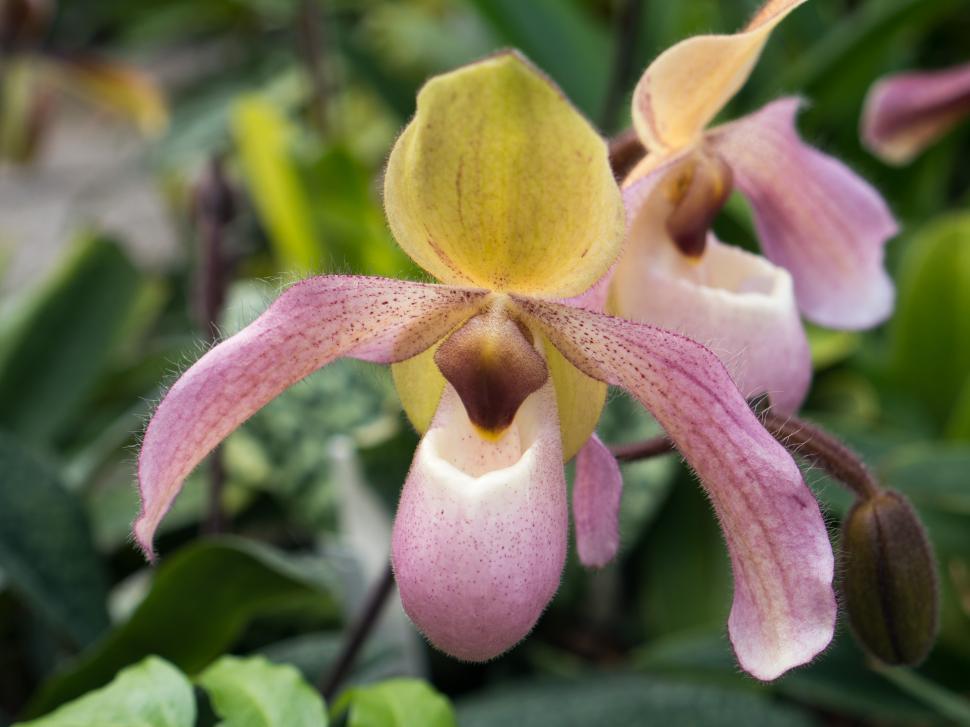 Free Image of Pink Lady Slipper Orchid Flowers 
