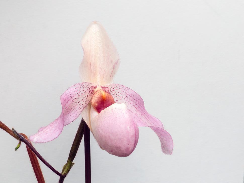 Free Image of Pink Lady Slipper Orchid 