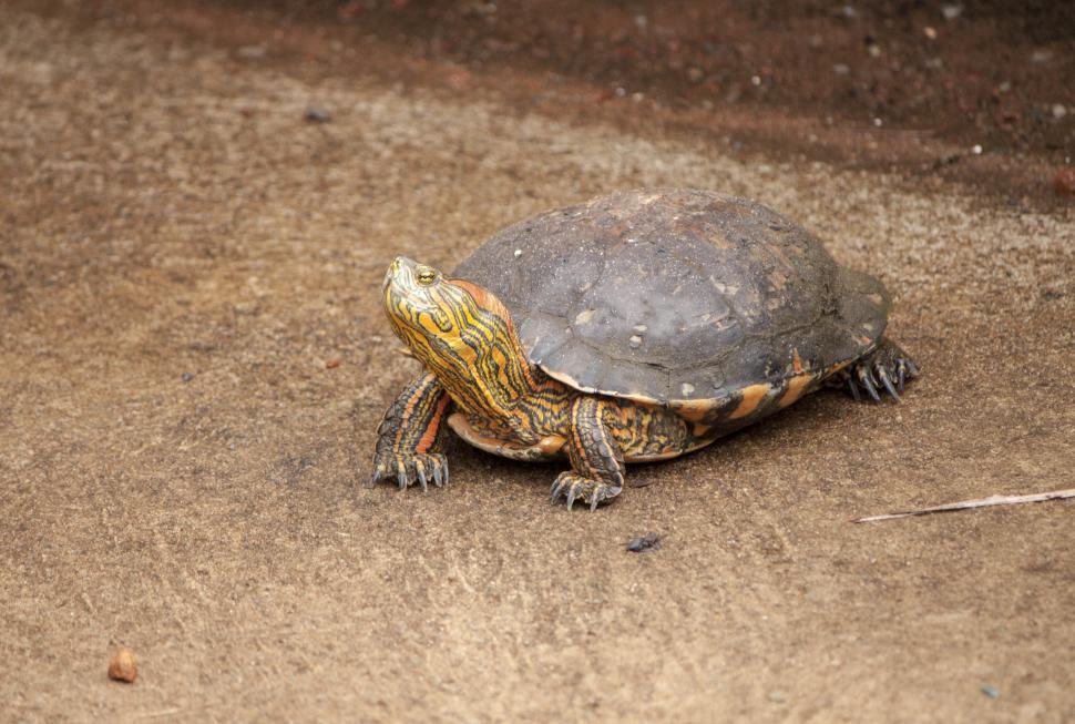 Free Image of Turtle 