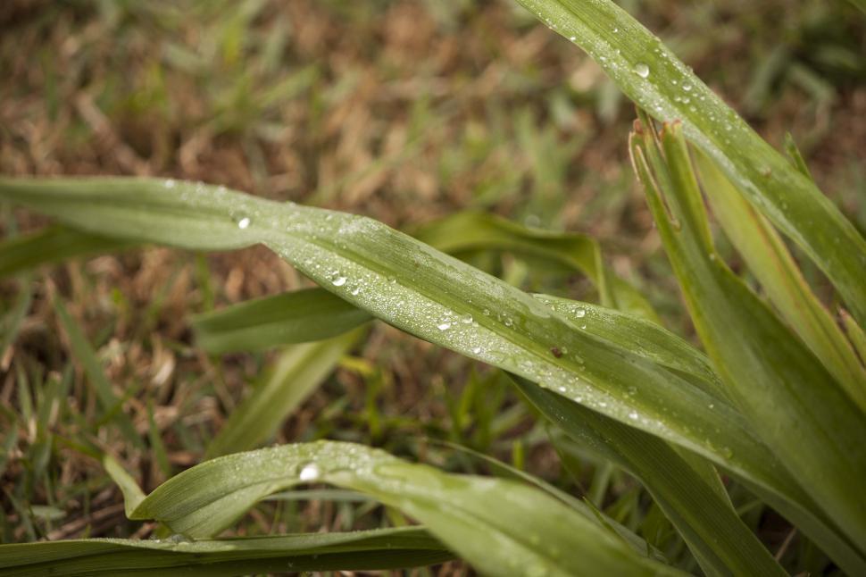 Free Image of Plant leafs 