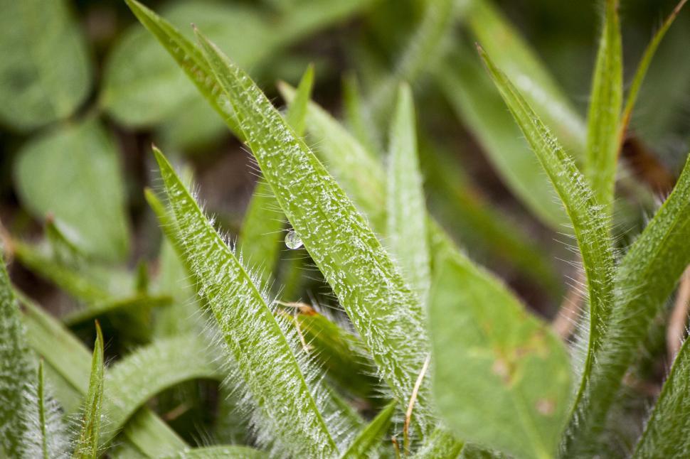 Free Image of Close Up of a Green Plant With Leaves 