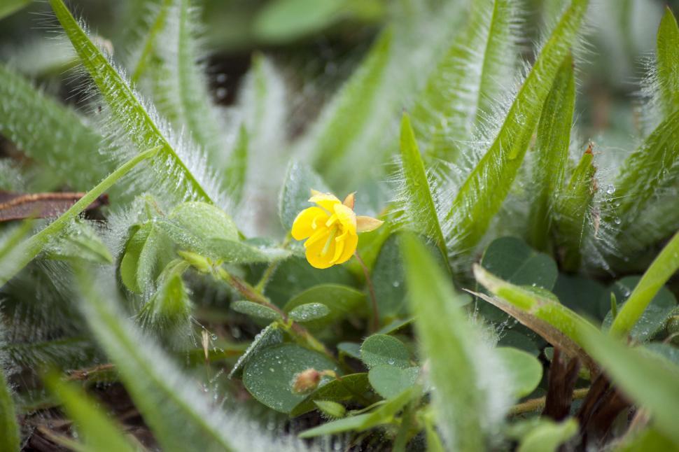 Free Image of Meadow Yellow Flower 