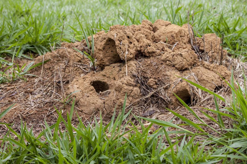 Free Image of Ant hill 