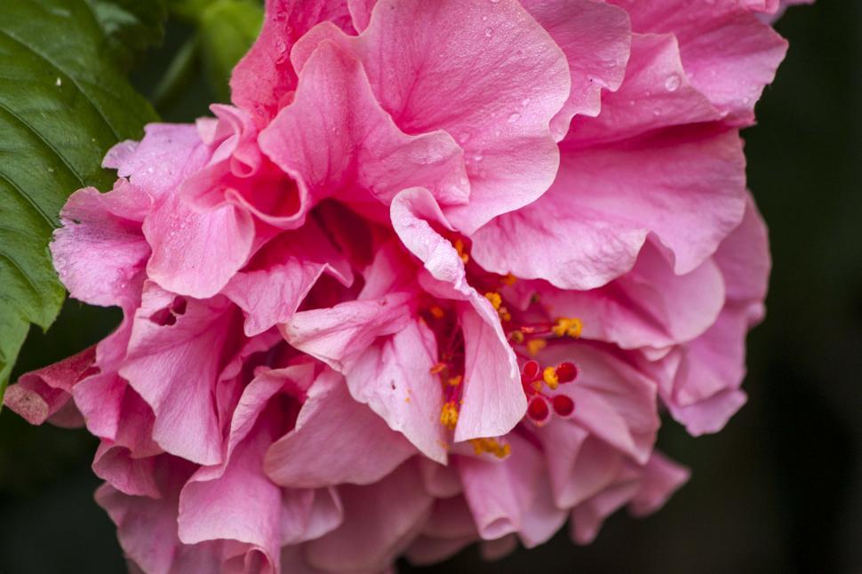 Free Image of Close Up of a Pink Flower With Green Leaves 