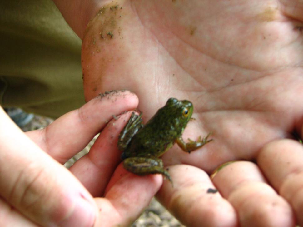 Free Image of Frog 