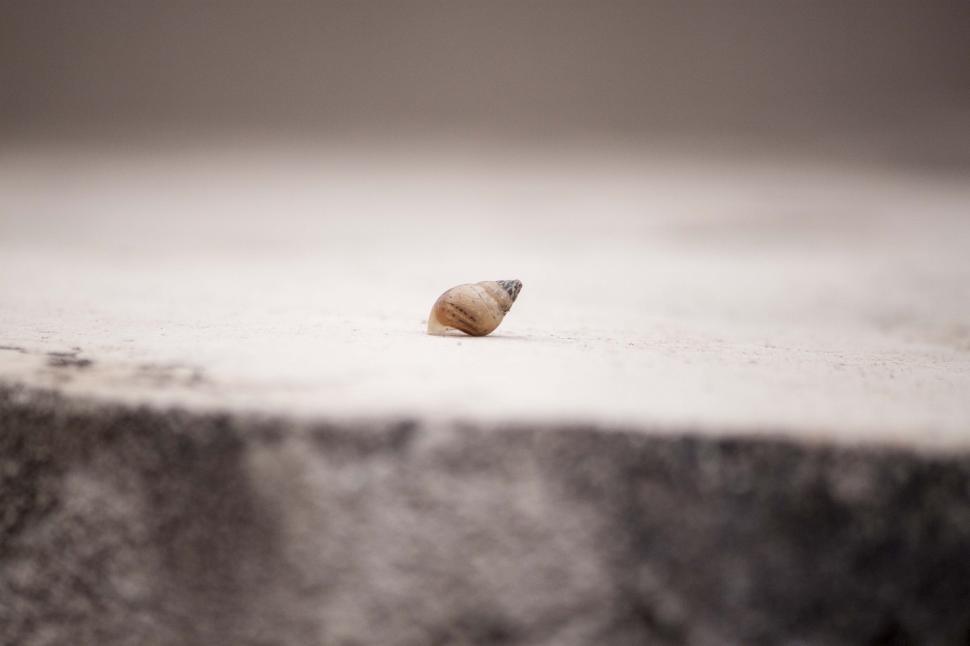 Free Image of Single Abandoned shell 