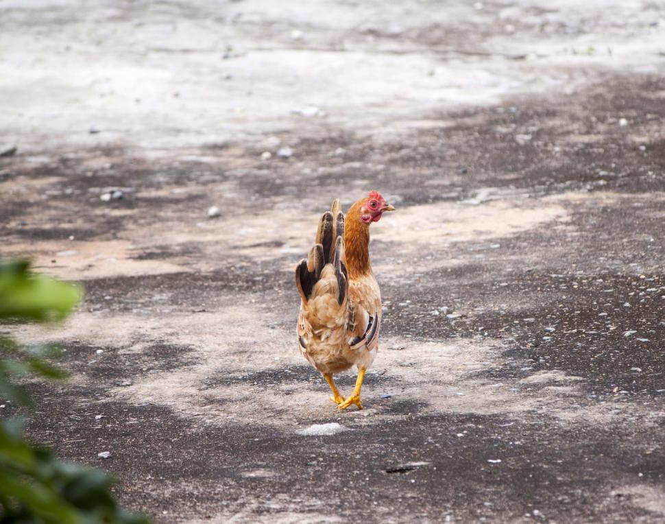 Free Image of Chicken walking on concrete ground 