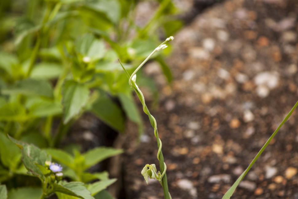 Free Image of Plant strangles another 