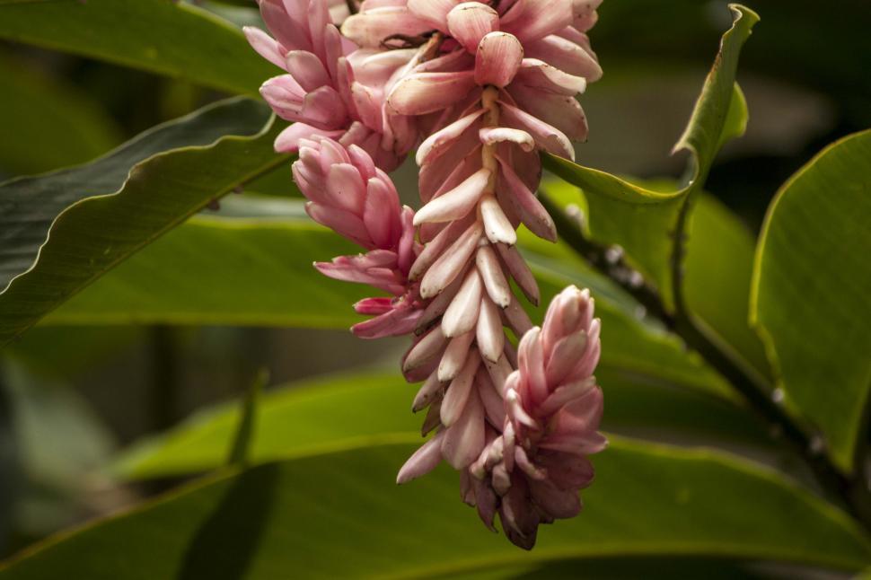 Free Image of Pink petals 