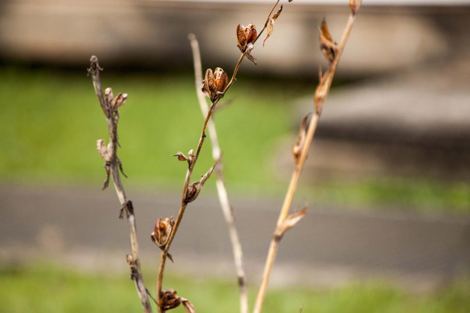 Free Image of Dried out branch with seeds 