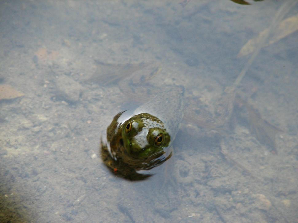 Free Image of Frog 