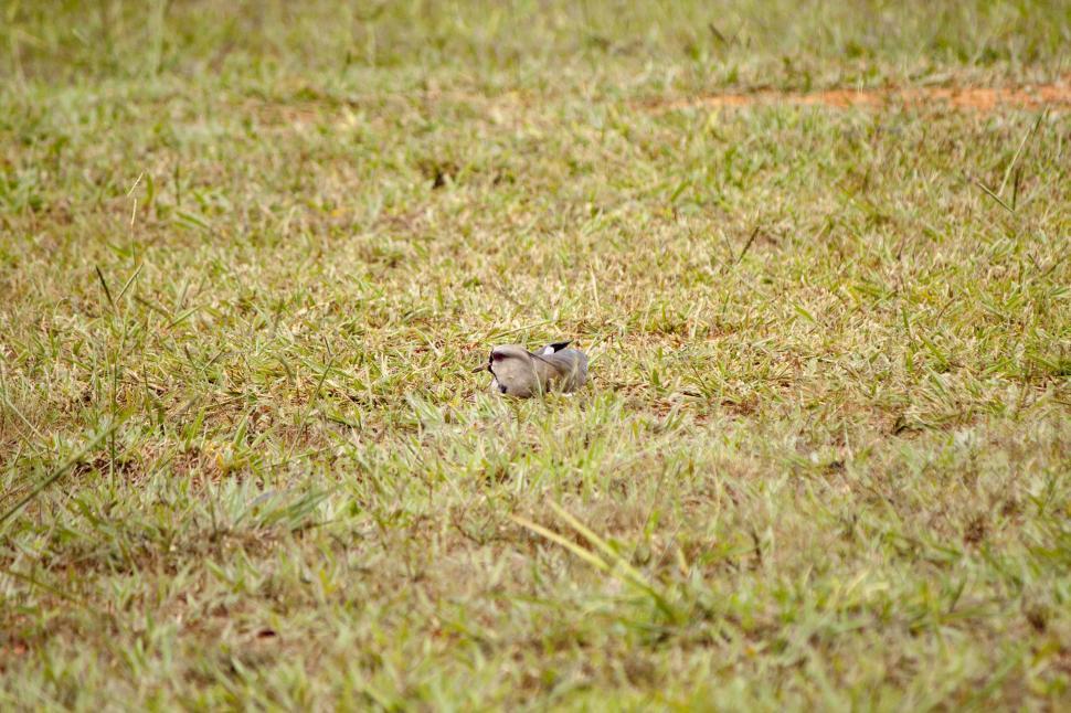 Free Image of Bird sitting in nest 