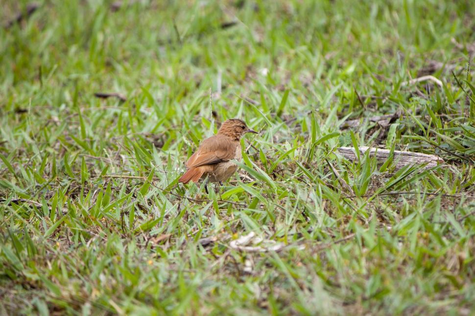 Free Image of Bird looks right 